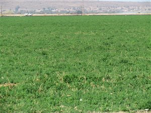 110 ha Farm in Hartswater