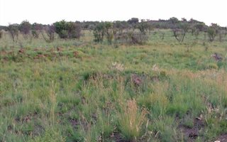 5.2 ha Land available in Kameeldrift