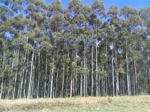 177 ha Farm in Barberton