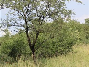 8.4 ha Farm in Lourenspark