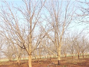 53 ha Farm in Hartswater