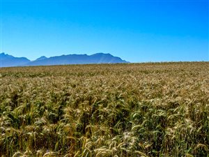 426 ha Farm in Riebeek West