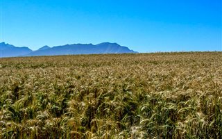 426 ha Farm in Riebeek West