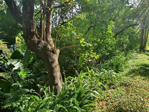 1391 m² Land available in Ramsgate