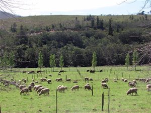 132.2 ha Farm in Kareedouw