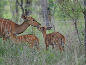 21 ha Farm in Vaalwater