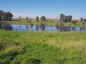 754.7 ha Farm in Ficksburg