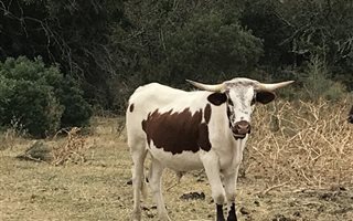 524 ha Farm in East London Central