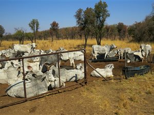 1196 ha Farm in Modimole (Nylstroom)
