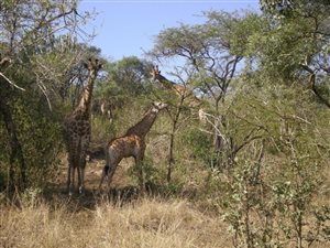 1300 ha Farm in Empangeni