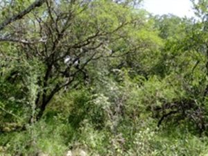 4037 m² Land available in Blyde Wildlife Estate