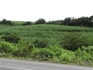 6.5 ha Farm in Ballito