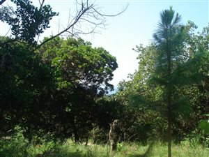 1376 m² Land available in Hibberdene