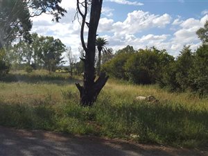 4.3 ha Farm in Bloemspruit