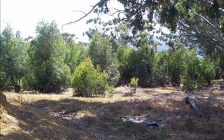 1.5 ha Land available in Gustrouw