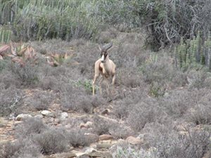 302 ha Farm in Graaff Reinet