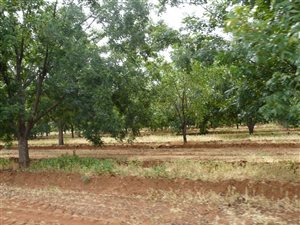 49 ha Farm in Hartswater