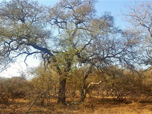 1.2 ha Land available in Raptors View Wildlife Estate