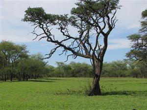 560 ha Farm in Mookgophong (Naboomspruit)
