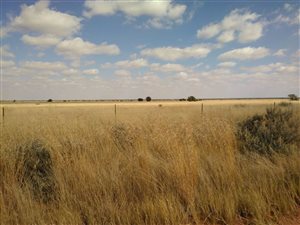 1717 ha Farm in Stella