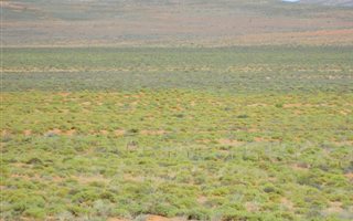 4252 ha Farm in Springbok