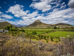 47 ha Farm in Calitzdorp