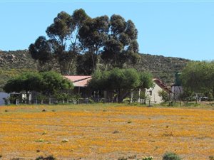 253 ha Farm in Springbok