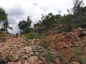 4 ha Farm in Tierpoort