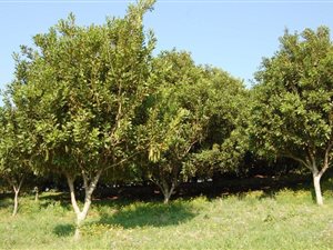 200 ha Farm in Margate
