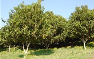 200 ha Farm in Margate