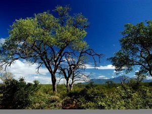 6070 m² Land available in Zandspruit Bush and Aero Estate