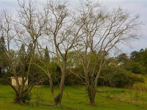 3.9 ha Farm in Izotsha