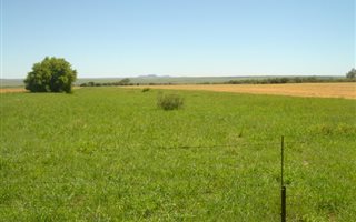 1450 ha Farm in Theunissen