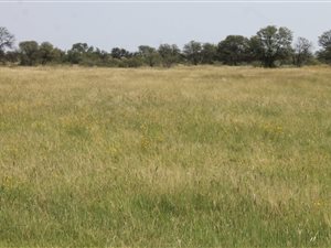 387 ha Farm in Schweizer Reyneke