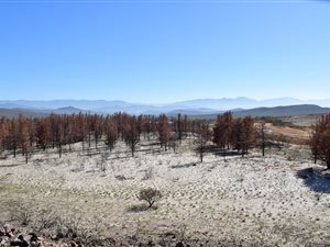 170 ha Farm in Robertson