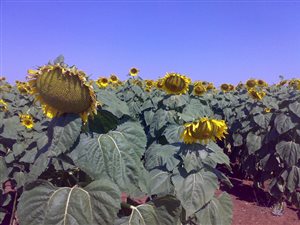 389 ha Farm in Roedtan