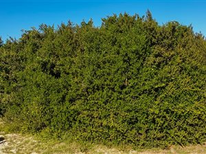 305 m² Land available in Gamtoos Mouth