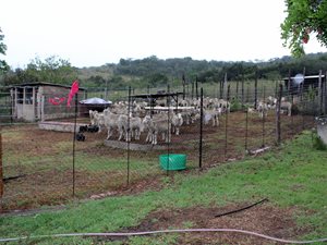 545 ha Farm in Komga