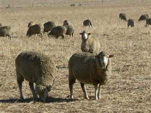 36 ha Farm in Moorreesburg