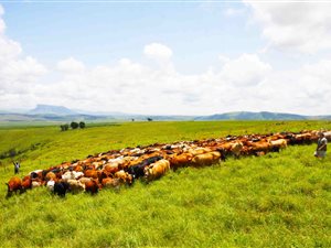1842 ha Farm in Estcourt