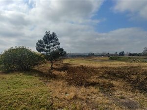 Farm in Cato Ridge