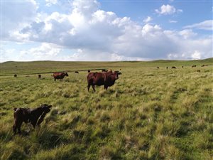428 ha Farm in Bethlehem
