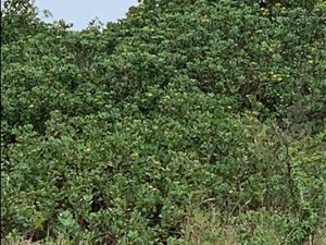 1425 m² Land available in Sheffield Beach