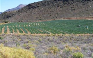 293 ha Farm in Laingsburg