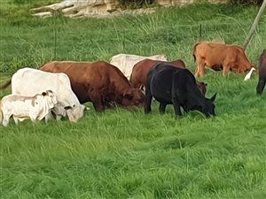 271 ha Farm in Ermelo