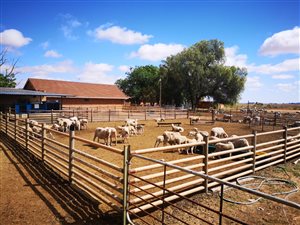137 ha Farm in Bainsvlei