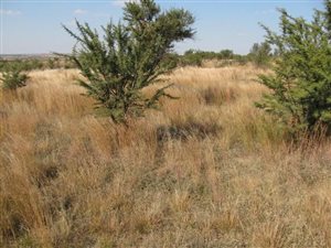 4.3 ha Land available in Boschkop