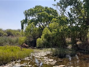 426 ha Farm in Klerksdorp
