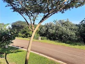 1180 m² Land available in Kelso