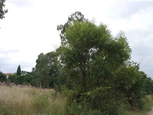 1.2 ha Farm in Willaway